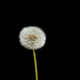Dandelion - VideoHive Item for Sale