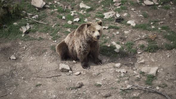 Wild brown bear walking in natural habitat