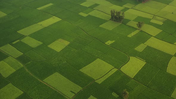 Aerial View of Cultivated field, Shibchar, Dhaka, Bangladesh.