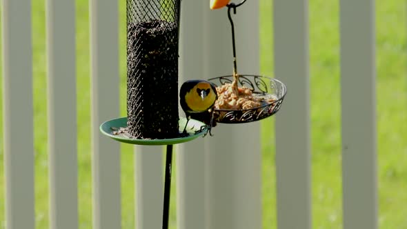Yellow-headed blackbird eats sunflower seeds from a backyard feeder then flies away
