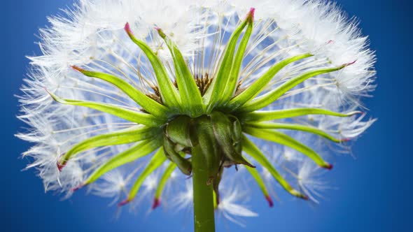 Dandelion blooms with white pappus