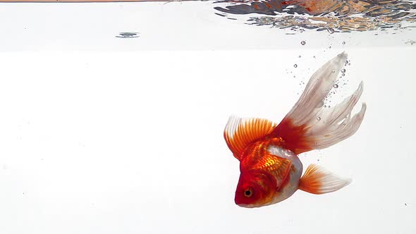 Golden Fish, carassius auratus, Swimming against white background, slow motion