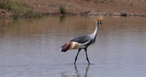 Grey Crowned Crane, balearica regulorum, Adult standing in waterhole, Nairobi Park in Kenya