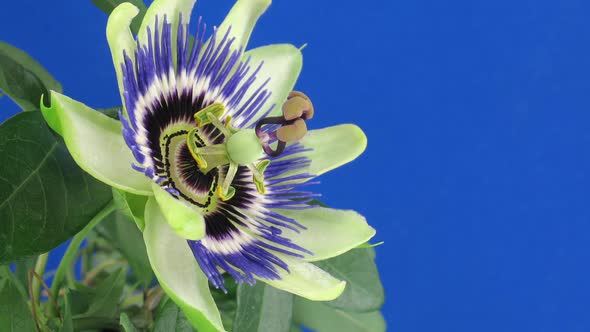 Time-lapse of opening and closing passiflora flower