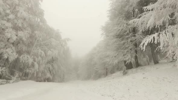 Winter Forest In Foggy Weather