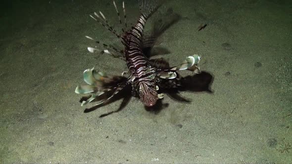 Lionfish (Pterois miles) feeding on sand during night