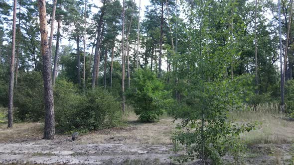 Daytime Forest Landscape in Summer