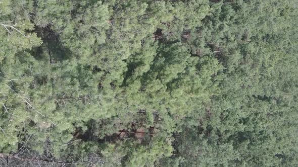 Vertical Video of Green Pine Forest By Day Aerial View