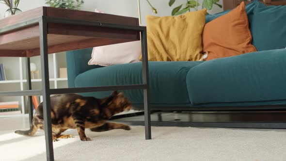 Bengal Cat Jumping on Sofa in Living Room