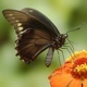 Insect Butterfly Fly 1