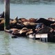 Sea lions on Pier 39 - VideoHive Item for Sale