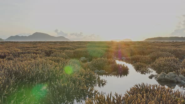 Lens Flare In The Sunrise Over The Coral Staghorn Field