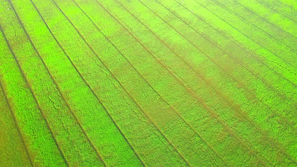Aerial view of agriculture in rice sapling fields for cultivation