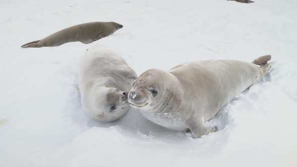 Young Weddell Seal Play Together Close-up View