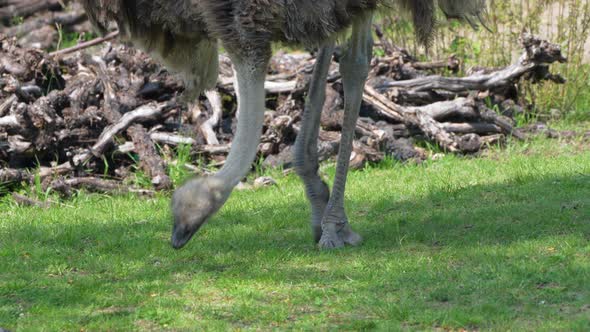 Slow motion shot of Ostrich pecking food from grass field in nature,close up