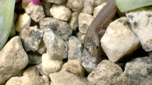 Close up of a tiny wild baby lizard crawling around and looking curiously for food and water on grav