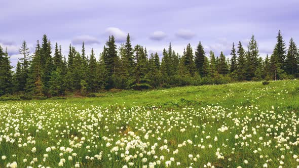 Green Meadow in Romanian Carpathians