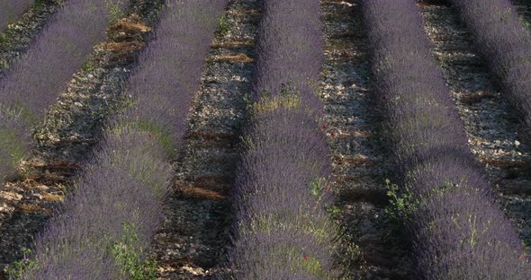 Field of lavenders,Ferrassieres, Provence, France