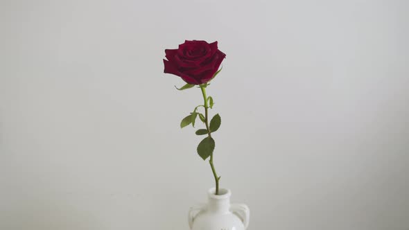Red rose in a vase in an apartment