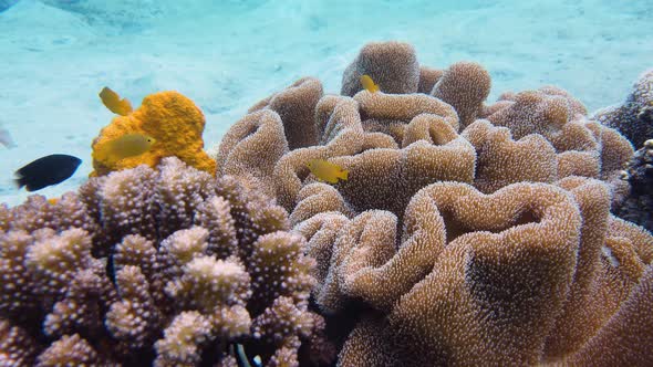 Coral Reef and Tropical Fish. Leyte, Philippines