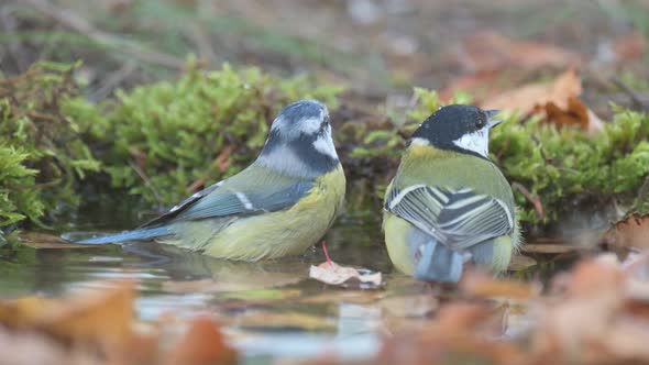 Great tit Parus major and blue tit in the wild. Songbird