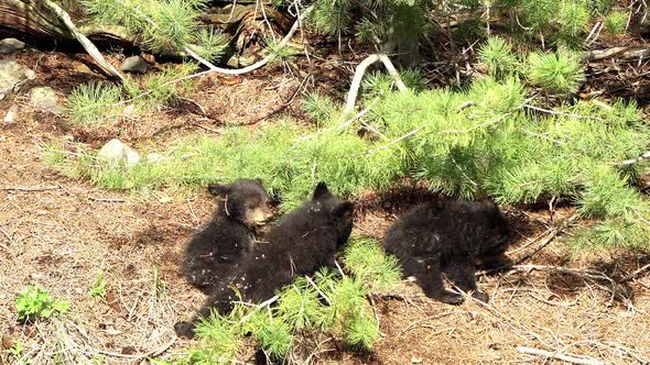 Three baby black bear cubs playing with tree branch