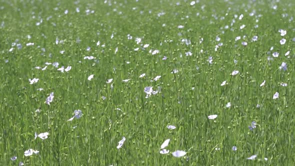 Flax Flower Field in Summer