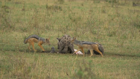 Two spotted hyenas and two black-backed jackals