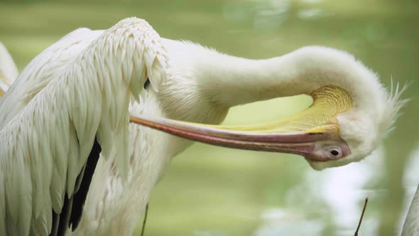 Pelican on the Lake. Close-up.