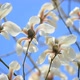 White Magnolia Flowers - VideoHive Item for Sale