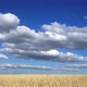 Golden wheat - VideoHive Item for Sale