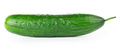 Fresh cucumber close-up isolated on white background. - PhotoDune Item for Sale
