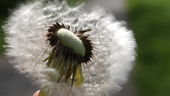 Extreme close up blowing on a dry dandelion flower, seeds fly away in slowmo.