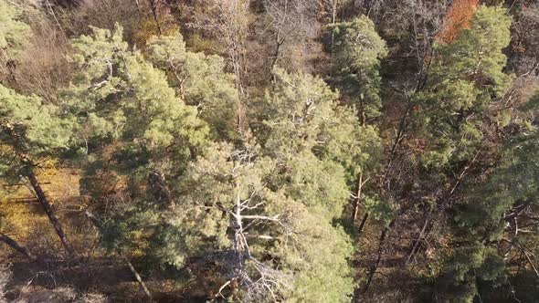 Forest with Trees in the Fall