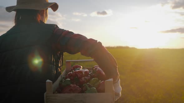 Young Beautiful Girl Farmer in Hat with Box Fresh Ecological Vegetables in Field at Sunset. Concept