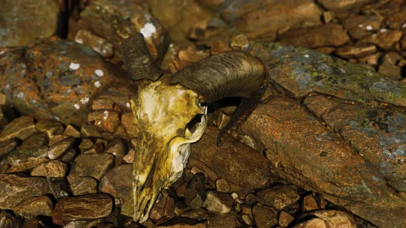 Ram Skull on Desert Rocks