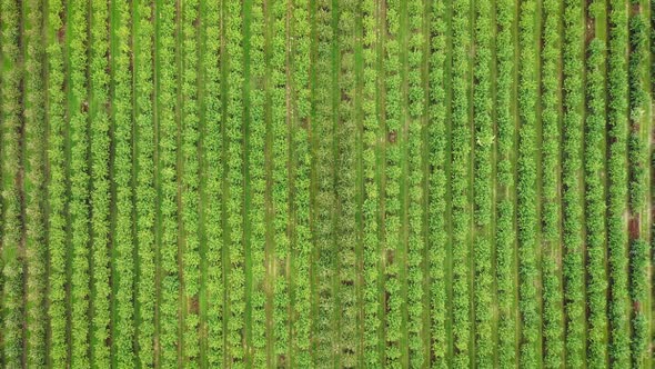 Aerial Flying Over Rural Citrus Orchard With Trees Planted In Straight Rows