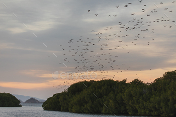 x or variable flying fox (Pteropus hypomelanus). Bats Leave Kalong Island for mainland every night in migration