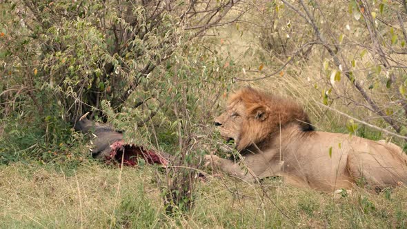 Lion Wildlife