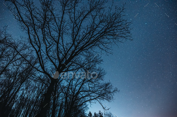 Night Sky Stars Above Dark Black Oak Trees Trunks Silhouettes In Early Spring. Natural Starry Sky / Photodune, Misc