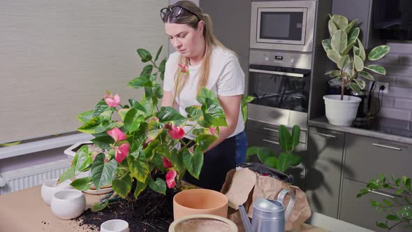 a Young Woman in Gloves Transplants a Large Flowering Home Plant