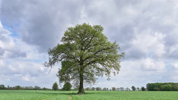 Lonely Green Tree in the Field