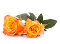 Two orange roses - PhotoDune Item for Sale