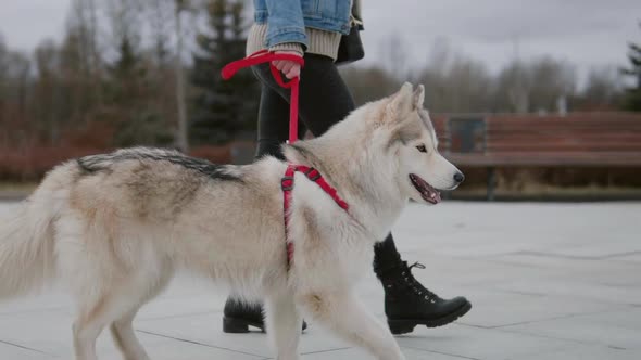 Autumn Footage of Woman Walk Out Her Pet Dog in the City. Big Husky Dog on Red Leash in Slow Motion