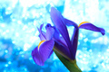 Beautiful blue iris flowers background - PhotoDune Item for Sale