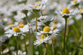 Beautiful daisies. Floral background. - PhotoDune Item for Sale