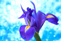 Beautiful blue iris flowers background - PhotoDune Item for Sale