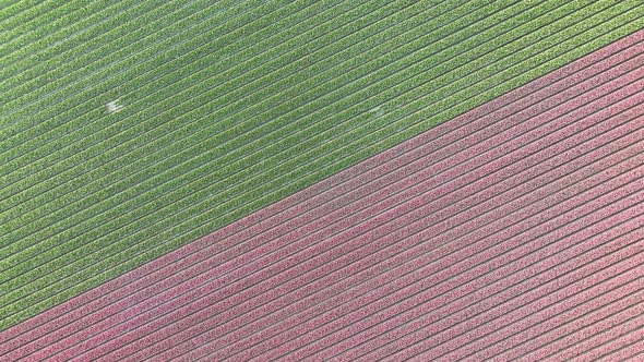 Tulip fields in The Netherlands 4 - North-Holland spring season sunrise - Stabilized droneview in 4k
