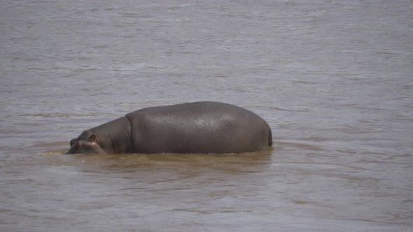Hippopotamus walking in water