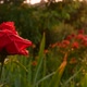 Shooting a Beautiful Red Rose Against the Backdrop of Greenery and Rain - VideoHive Item for Sale